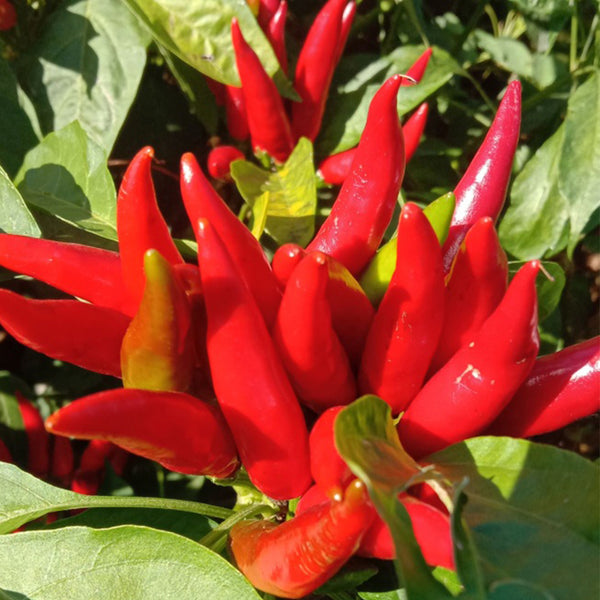 Tasty Upward-Growing Chili Pepper Seeds, 60 Seeds