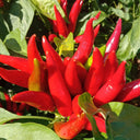 Tasty Upward-Growing Chili Pepper Seeds, 60 Seeds