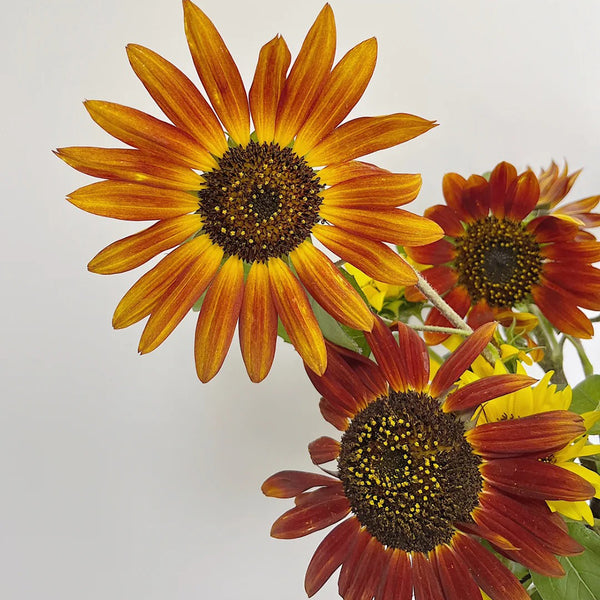 'Magician' Ornamental Sunflower Seeds, 2g