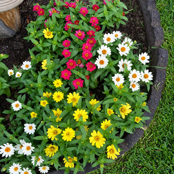 W1341 Dwarf Small-Flowered Zinnia Mix, 100 Seeds