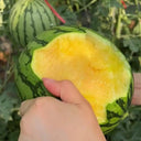 Yellow-Fleshed Sugar Globe Petite Watermelon Seeds, 15 Seeds