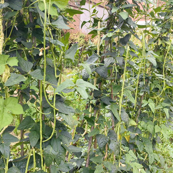 Shengcui No.2 Cowpea Seeds, 200g