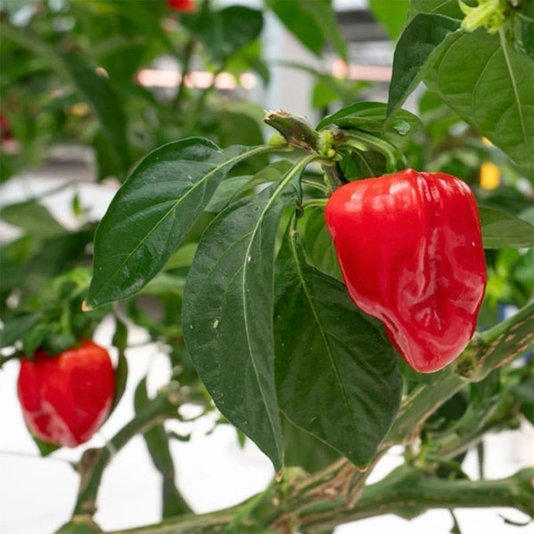Red Habanero Pepper, 20 ~ 30 Seeds