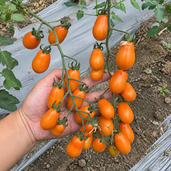 W1311 Chengduoduo F1 Orange Grape Tomato, 5 Seeds