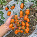 W1311 Chengduoduo F1 Orange Grape Tomato, 5 Seeds
