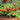 202 Nina Neutron Micro Dwarf Tomato, 5 Seeds