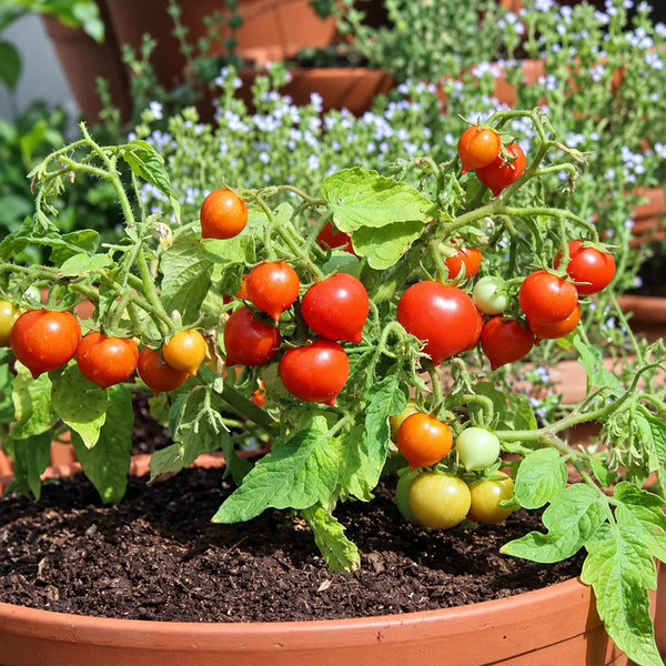 202 Nina Neutron Micro Dwarf Tomato, 5 Seeds