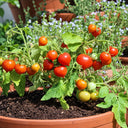 202 Nina Neutron Micro Dwarf Tomato, 5 Seeds