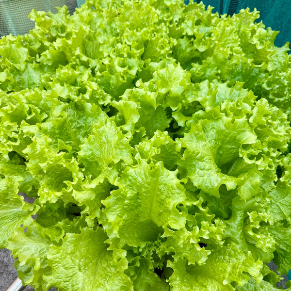 Big Speed Lettuce Seeds, 5g