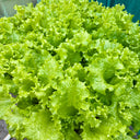 Big Speed Lettuce Seeds, 5g