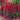 'Queen Victoria' Cardinal Flower, 10 Pelleted Seeds