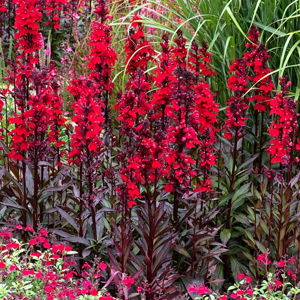'Queen Victoria' Cardinal Flower, 10 Pelleted Seeds
