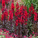 'Queen Victoria' Cardinal Flower, 10 Pelleted Seeds