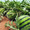 "Bingchuan Meidu" Watermelon Seeds, 20 Seeds