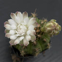 Gymnocalycium anisitsii, 3-4cm
