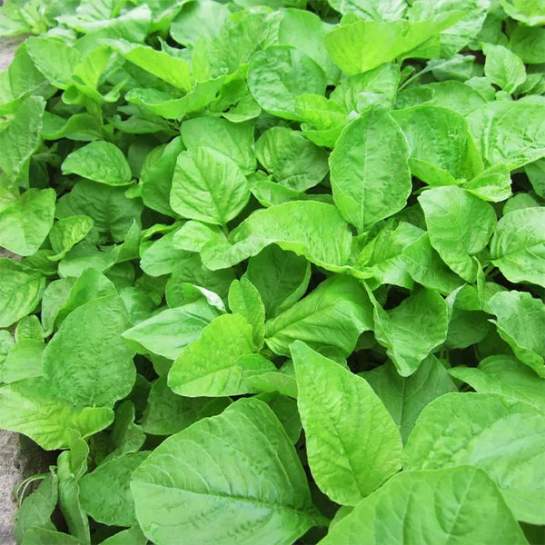 Round-leaf White Amaranth Seeds, 8g