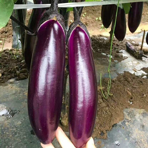 'Changza 216' Eggplant Seeds, 10g