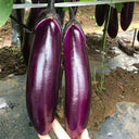 'Changza 216' Eggplant Seeds, 10g