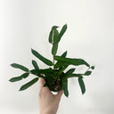 Hoya pandurata Silver, 5 Cuttings