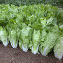 'Fushi' Fast-Growing Chinese Cabbage Seeds, 10g