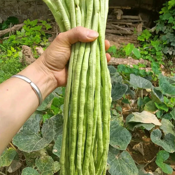 Jiemei No.6 Long Bean Seeds, 20g