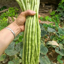 Jiemei No.6 Long Bean Seeds, 20g