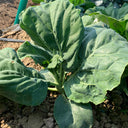 Sweet-Crispy 'Zhouye' Chinese Kale Seeds, 10g