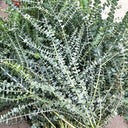 Small Coin Leaf Eucalyptus, 200 Seeds