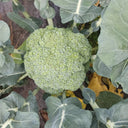 Broccoli Seeds, 50 Grams ≈ 13000~16500 Seeds