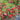 Red Garden Balsam Double Flower Seeds