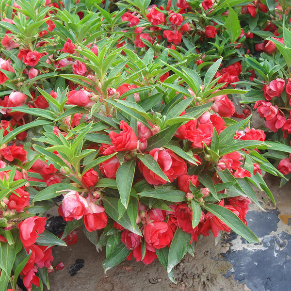 Red Garden Balsam Double Flower Seeds