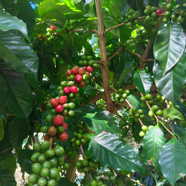 Yunnan Pu'er Catimor Parchment Coffee, 50 Seeds