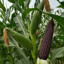 Black Sweet Waxy Corn No.7 Seeds, 100g