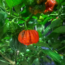 Dragon's Breath Pepper, 10 Seeds