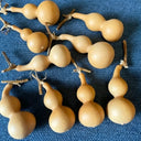 Tianjin Mouth Gourd, 10 Seeds