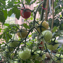 'Eden No. 2' Tomato Seeds, 5 Seeds