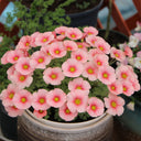Oxalis obtusa Series Bulb - 'White Mannikin', 10 Bulbs