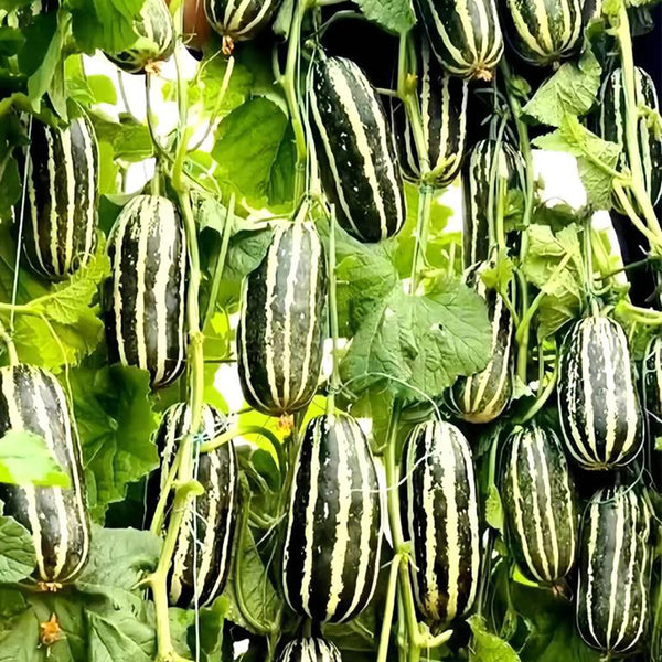 Feitian No.9 Hybrid Sweet Melon Seeds, 20 Seeds