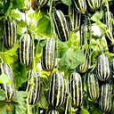 Feitian No.9 Hybrid Sweet Melon Seeds, 20 Seeds