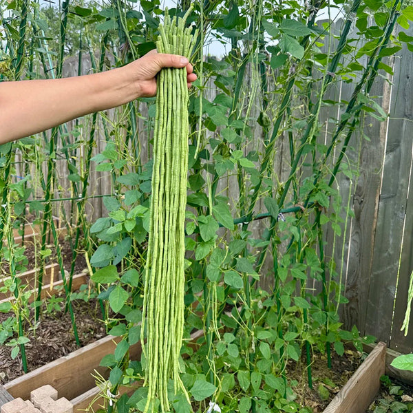 Long Dragon Cowpea Seeds, 200g