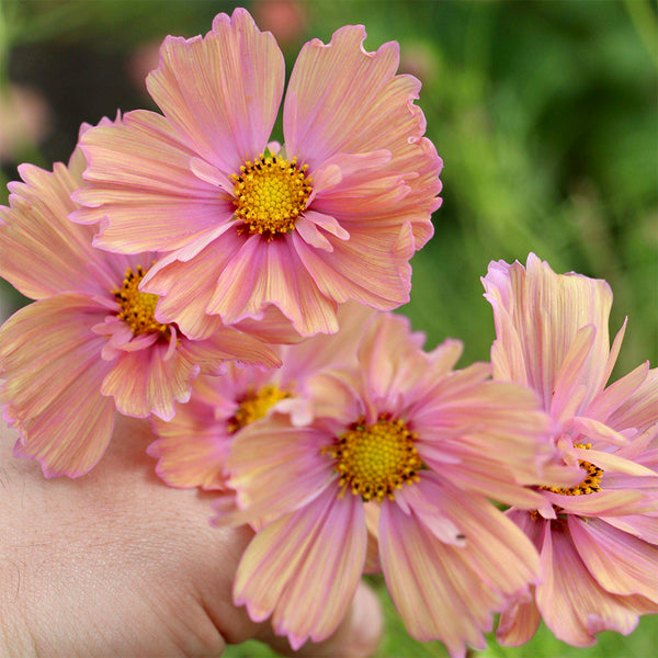 Hezhichun Cosmos bipinnatus 'Apricotta' Seeds, 1g