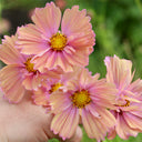Hezhichun Cosmos bipinnatus 'Apricotta' Seeds, 1g