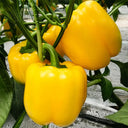 Yellow Lantern Sweet Pepper Seeds, 100 Seeds