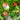 23 Streets of Broken Lanterns Tomato, 5 Seeds