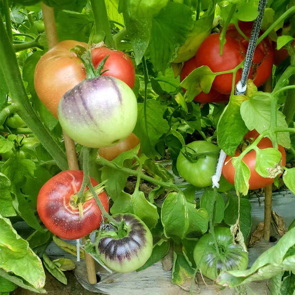 23 Streets of Broken Lanterns Tomato, 5 Seeds