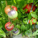 23 Streets of Broken Lanterns Tomato, 5 Seeds