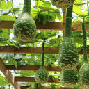 Swan Gourd, 15 Seeds