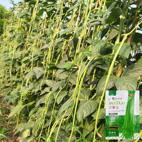 Jiaduobao Yardlong Bean, 30g