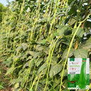 Jiaduobao Yardlong Bean, 30g