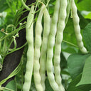 Baibulao White Kidney Bean Seeds, 10g Per Bag